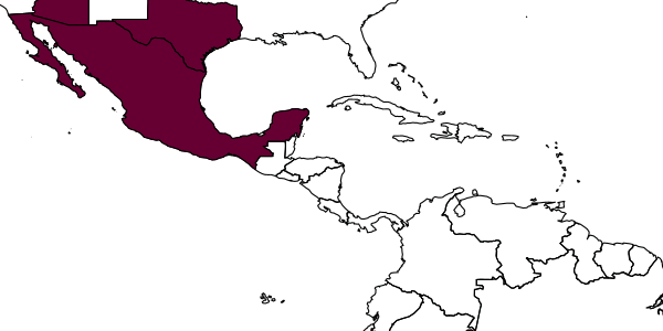 map of Tachytes ermineus     Banks, 1942